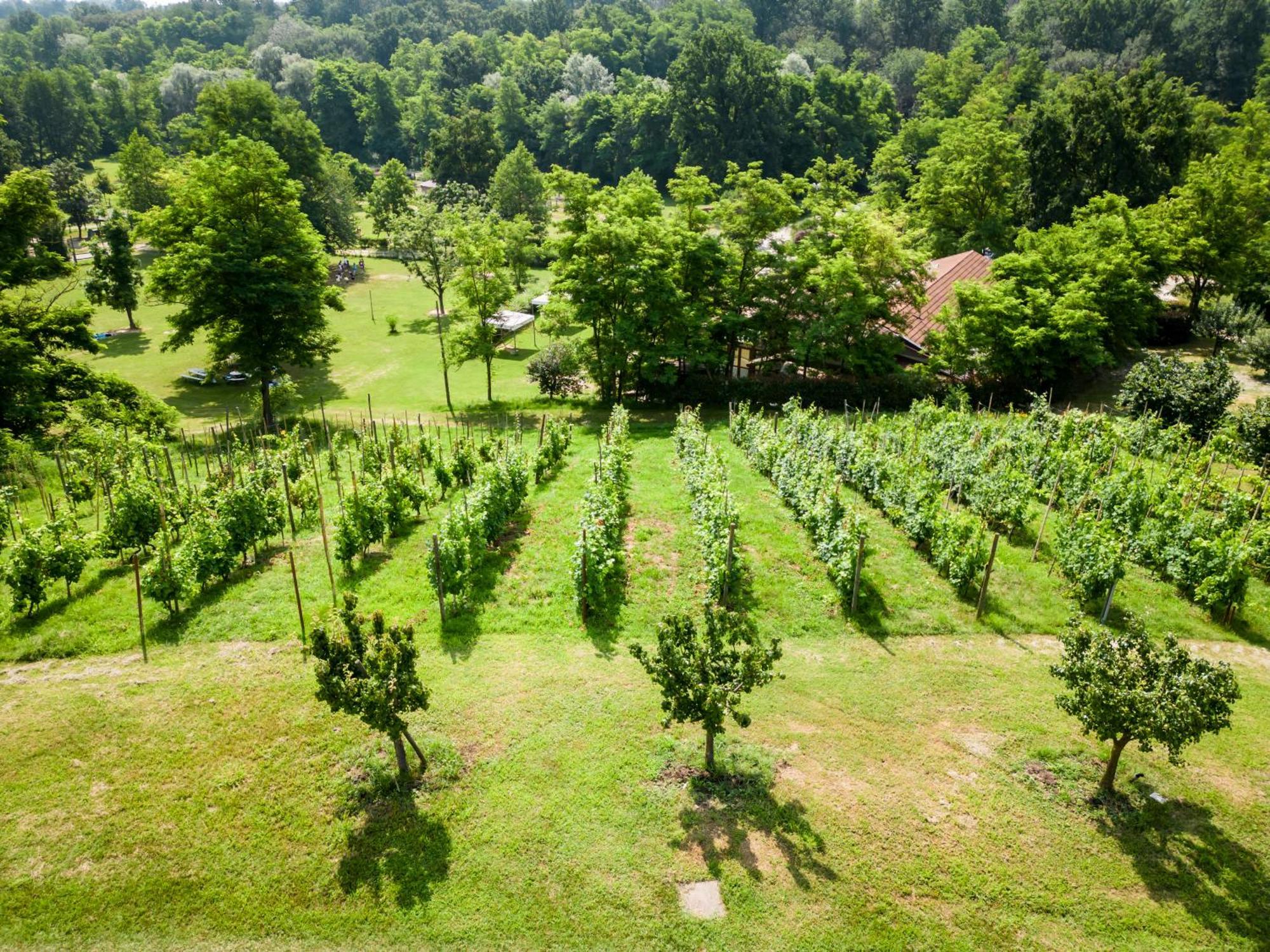 Agriturismo Parco Campofelice Lombardore Ngoại thất bức ảnh